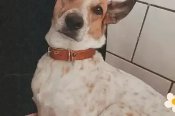 cachorro desaparecida