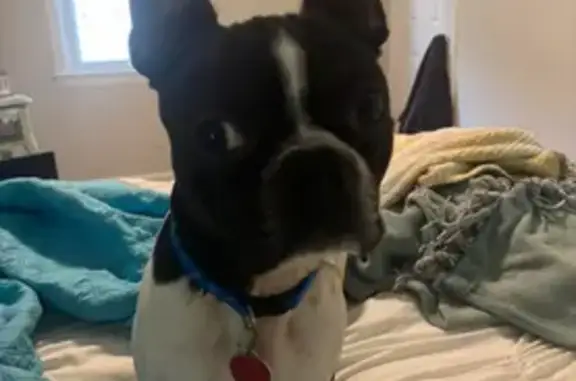 Missing dog Cleveland, photo: Lost Boston Terrier: Champ on the Loose!