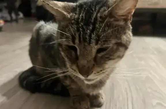 Lost Elderly Cat: Coolidge St, Fairfield