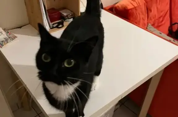 Animaux perdus Veyrac, photo: Chat noir et blanc perdu à Veyrac