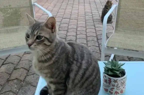 Chat perdu : Gris tigré, chemin du Poulet - photo