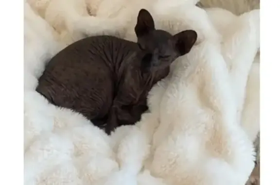 Missing cat Coleman, photo: Lost Sphynx Cat: Missing Between Matador & Austin