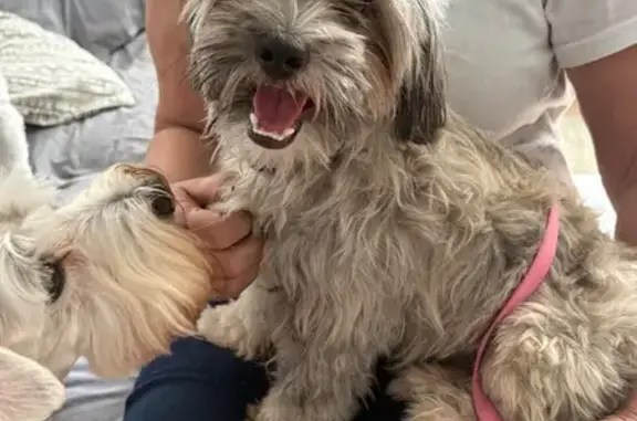 Missing dog Melbourne, photo: Skittish Male Dog Lost on King Richard Rd
