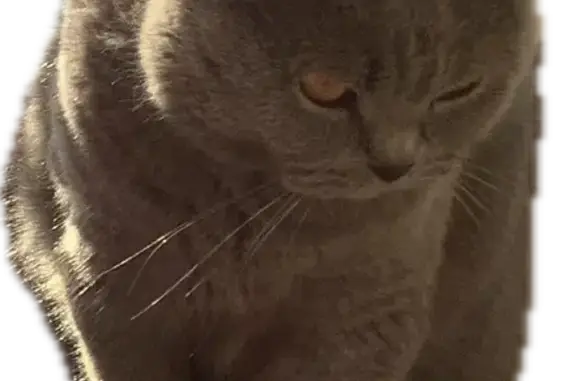 Animaux perdus Lamure-sur-Azergues, photo: Chat perdu : Scottish Fold gris bleu