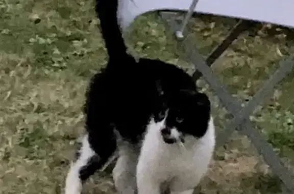 Chat noir et blanc affectueux trouvé à Cancale - photo