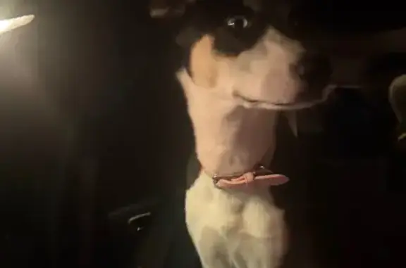Found Dog: Skinny, Pink Collar, No Tag