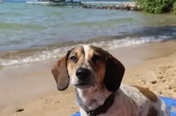 Missing dog Indianapolis, photo: Lost Dog: Sweet Pup with Unique Dot