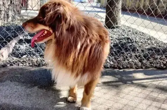 Found dog , photo: Found: Reddish Brown Dog with Collar