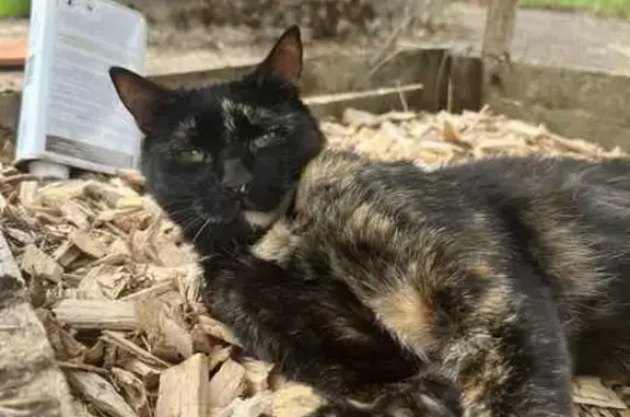 Chat perdue rue des Clous, Commentry - photo