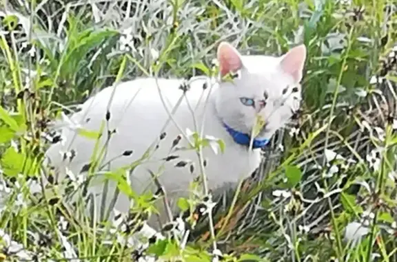 Lost White Cat: Blue Eyes, Sandton Area