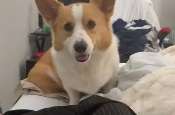 Lost pets Parma, photo: Lost Corgi: Caramel & White in Parma