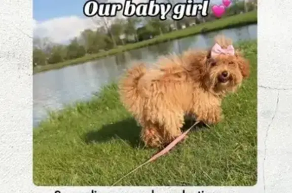 Lost Dog with Pink Collar in Columbus