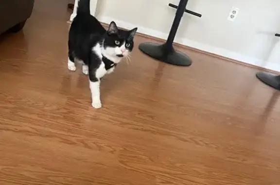 Lost Tuxedo Cat: Skittish & Sweet in Abingdon