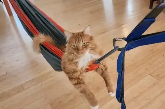 Lost and found pets Woodinville, photo: Lost Orange Cat in Woodinville Area