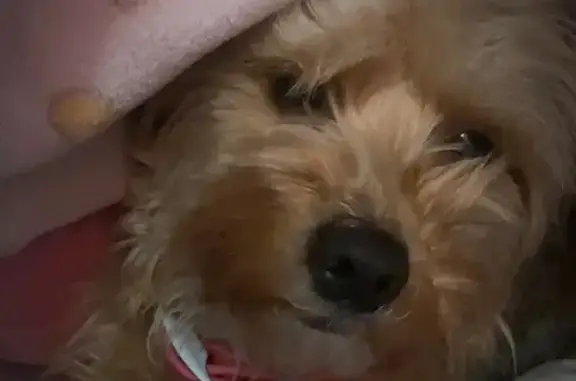 Missing dog , photo: Lost Dog: Pink Collar, 89th Street