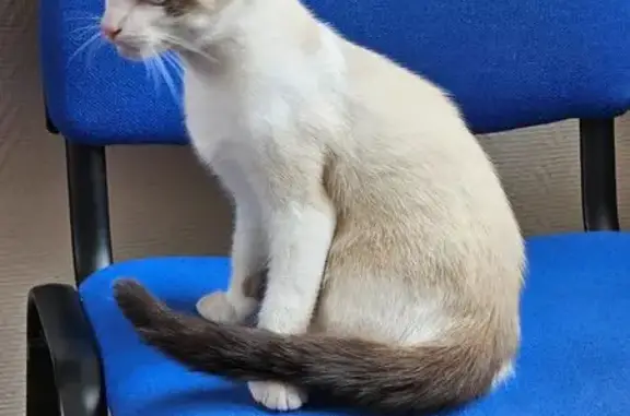 Chat trouvé , photo: Jeune chat mâle trouvé à Arry