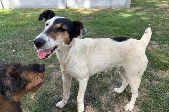 Animaux trouvés , photo: Chienne fox terrier trouvée à Pierric