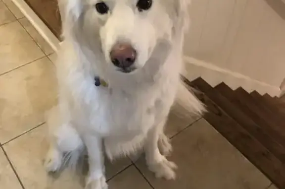 Lost Sweet Dog on Juniper St, Help!