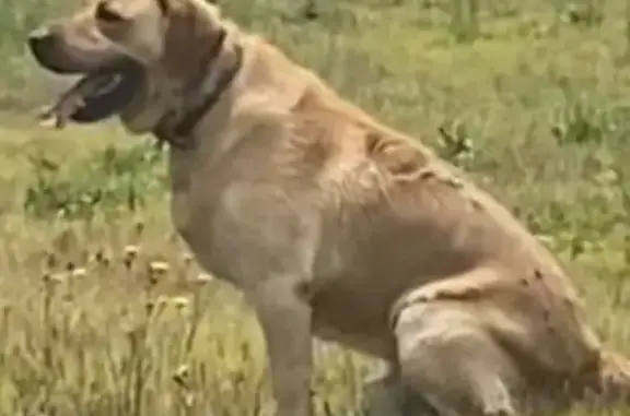 Missing Yellow Lab: Help Find Our Dog!