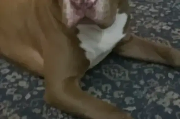 Lost Dog: Light Brown with Neon Collar