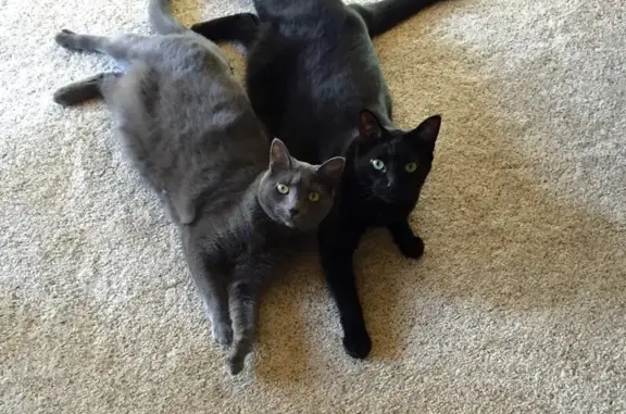 Lost and found pets Worthington, photo: Lost Black Cat: Friendly & Clawless