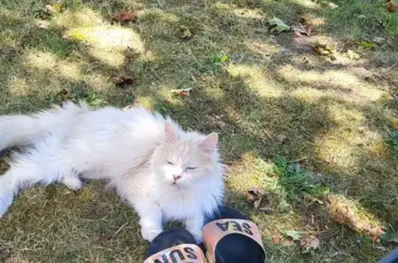 Chat Sibérien perdu, blanc/crème, malade - photo