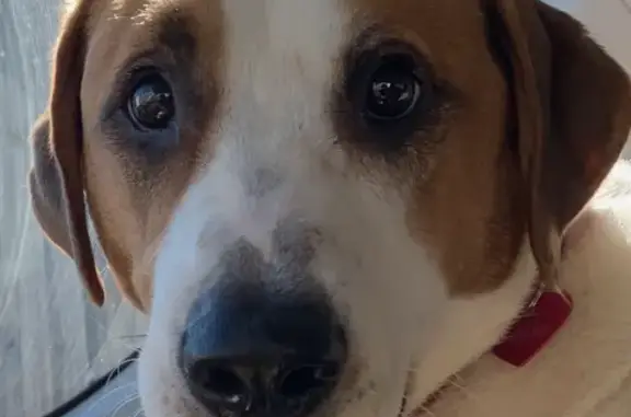 Lost Tan & White Dog, Chipped - Oakland Park