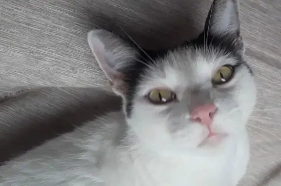 gato desaparecida