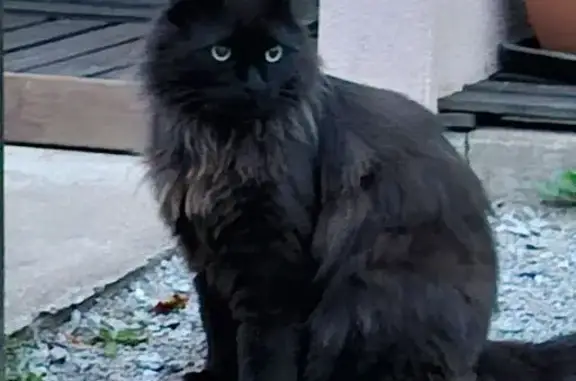Chat perdu, , photo: Chat noir perdu, craintif, Le Fossat