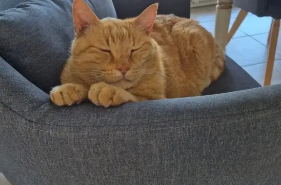 Chat Perdu Marseille - Coocky 12 ans - photo