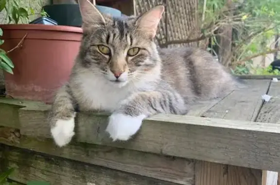 Chatte tigrée perdue, pattes blanches, St-Philibert - photo
