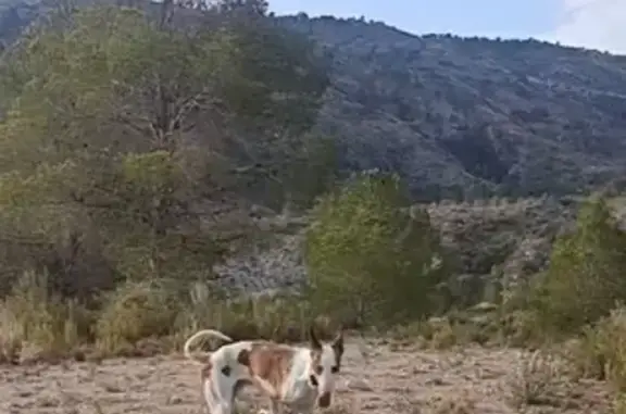 Perro perdido: Podenco blanco y marrón en Chinchilla