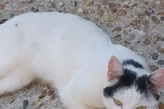 Chat trouvé , photo: Chat mâle blanc/noir trouvé à Champagnolles