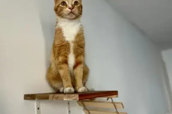 Chat roux tigré perdu à Belin-Béliet - photo