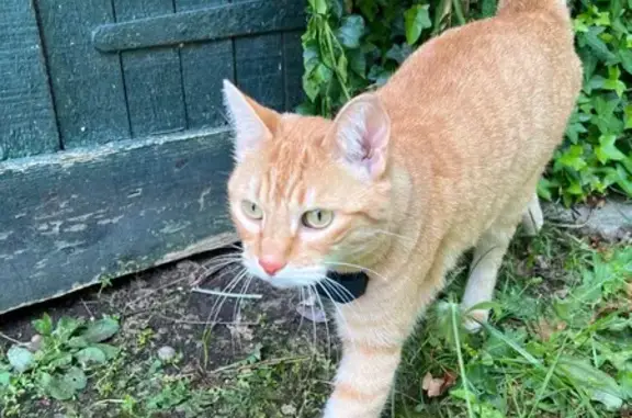 Chatte rousse perdue à Mont-de-Marsan - photo