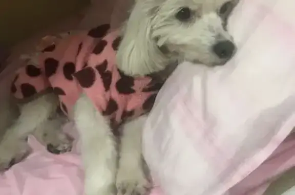 cachorro desaparecida