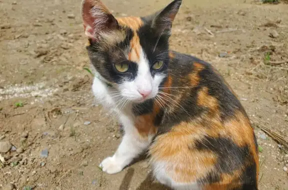 Chatte tricolore perdue à Tressaint - photo
