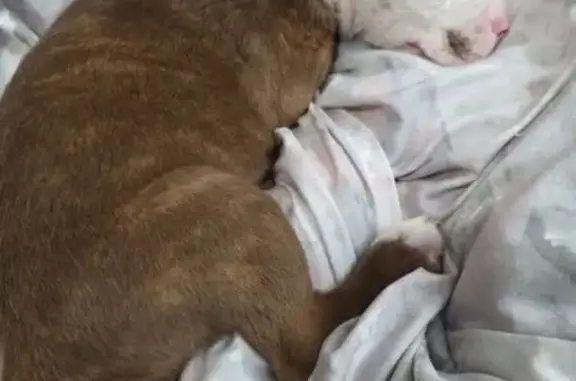 Lost Pit Mix Puppy: Valley Woods Alert!