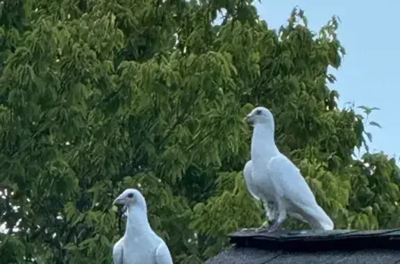 Lost and found pets , photo: Spotted: Tagged White Birds in Violet Twp