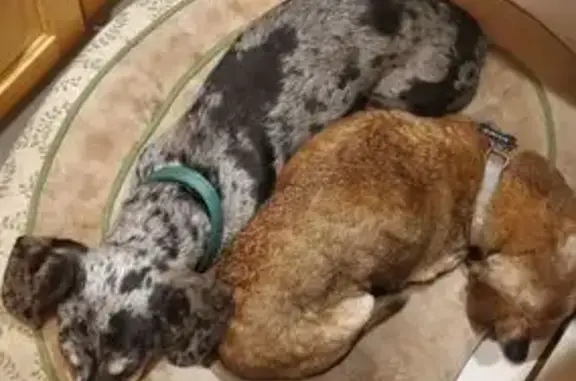 Lost and found pets Skokie, photo: Lost Dachshund: Billie Missing in Skokie