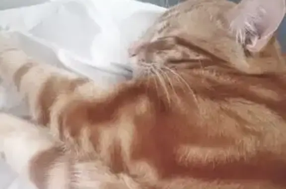 Chat roux perdu à Sézanne, répond Valco - photo