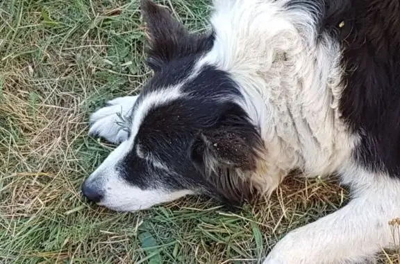 Animaux perdus Quillan, photo: Chienne border collie perdue à Quillan