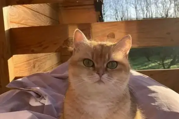 Chatte beige/blanche perdue à Ardres - photo