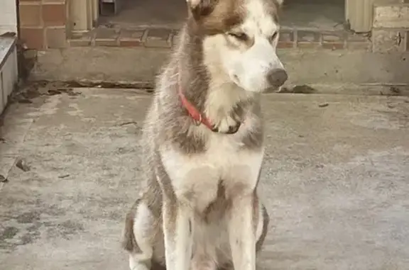 Found pets , photo: Friendly Red/White Dog Found on Parkvine