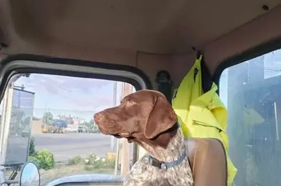 Missing dog Nampa, photo: Lost German Shorthair on West Hawkins Ave