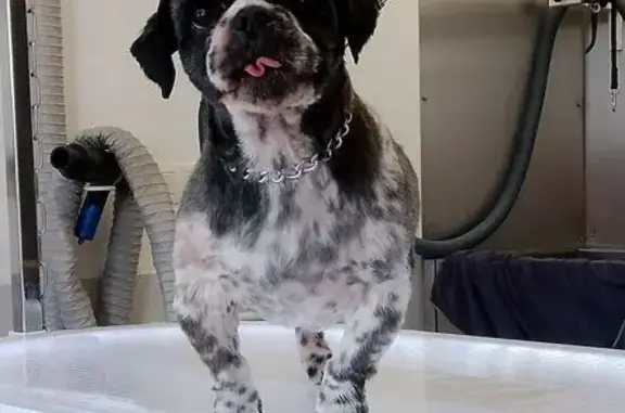 Chien perdu Condé-sur-l'Escaut, photo : Shih Tzu mâle perdu, harnais rouge, Condé