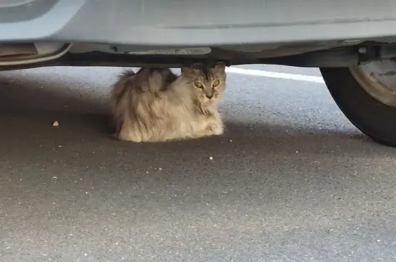 Animaux trouvés Rohrbach-lès-Bitche, photo: Chat Maine Coon gris/blanc trouvé, affaibli