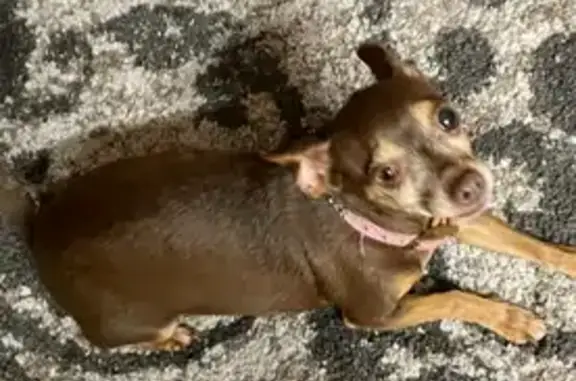 Lost Dog: Grey Collar on S 41st St, Temple