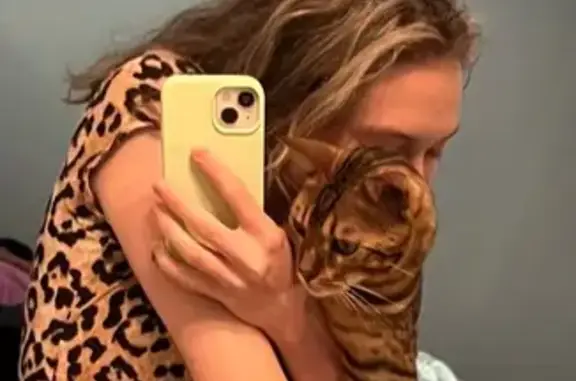 Missing cat Wellington, photo: Lost Cheetah-Like Cat: Friendly & Found?