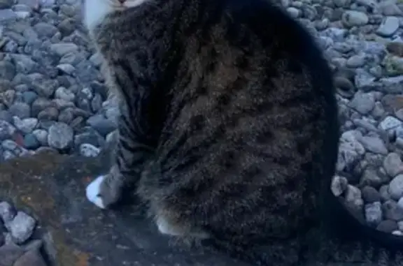 Lost Cat: Ponyo with Unique White Paws
